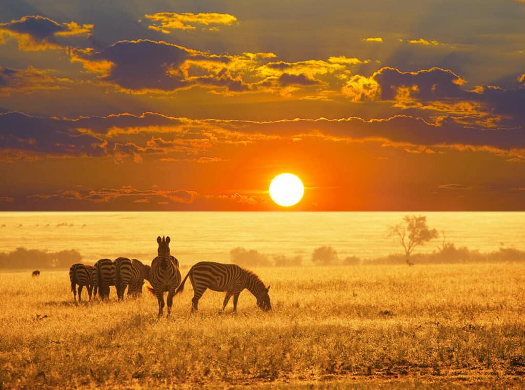 safari namibie prijs
