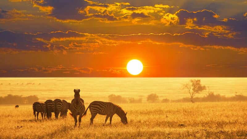 Vivre une expérience hors du commun le temps d’un safari en Namibie