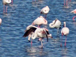 flamants hyeres