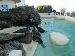 Visite de l'aquarium de Biarritz