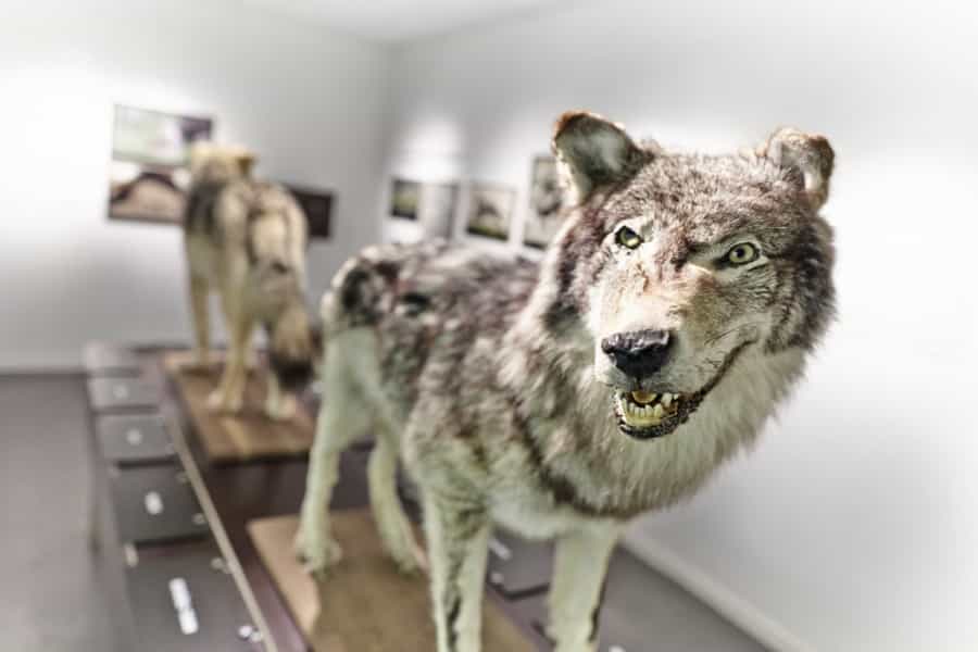 Visite inoubliable du musée du loup à Finistère Nord