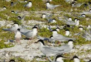 Visite de la baie de Morlaix