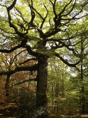 Amateur de randonnées, laissez-vous tenter par la forêt de Paimpont.