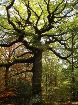 Amateur de randonnées, laissez-vous tenter par la forêt de Paimpont.