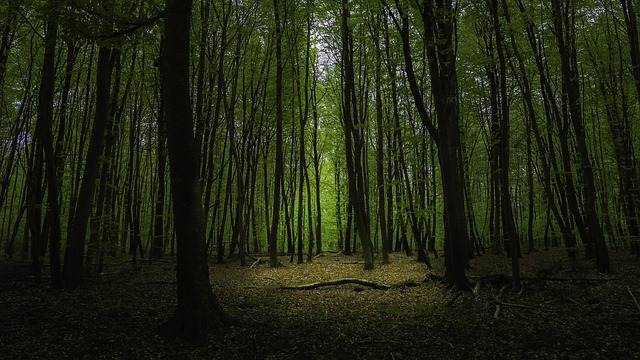 Forêt de Fontainebleau