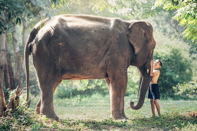 Refuge des éléphants