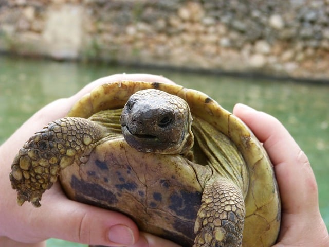 Zoo en Corse