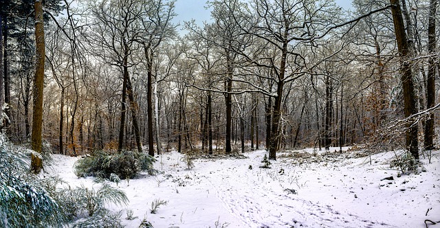 Forêt de Fontainebleau visite île de France