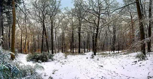 Forêt de Fontainebleau visite île de France