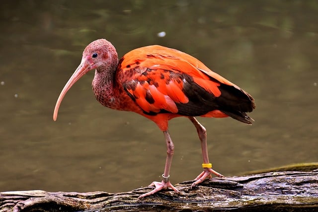 Zoo - Maubeuge