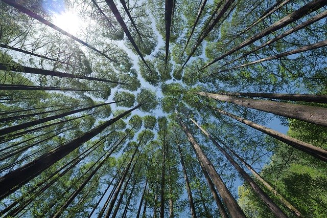 Forêt de Saint-Germain-en-Laye