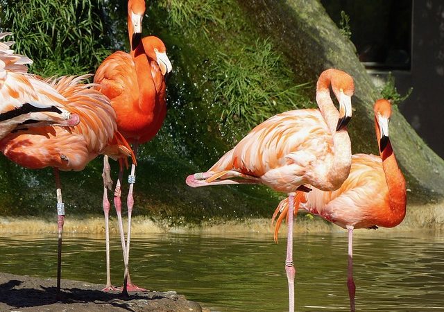 Les Meilleurs Zoos et Aquariums en France (cette année)