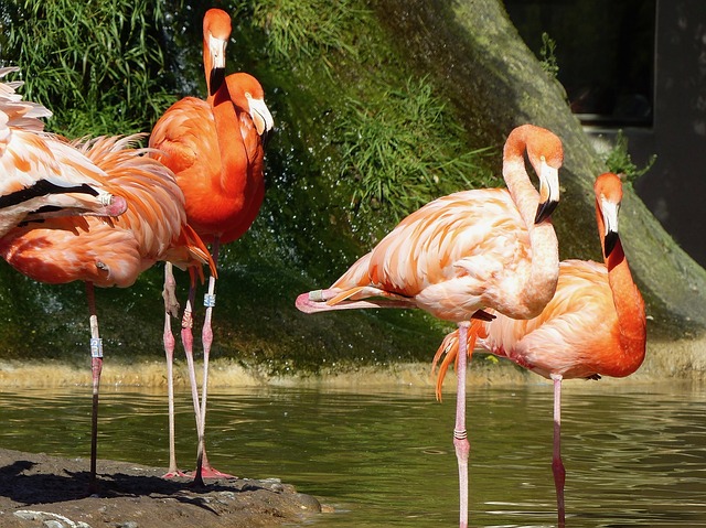 Les Meilleurs Zoos et Aquariums en France (cette année)