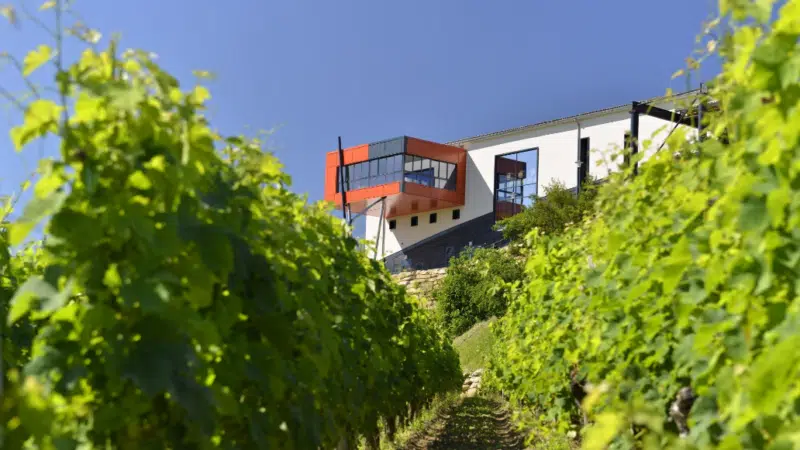 Top 25 des Meilleures Caves à Saint Emilion (cette année)