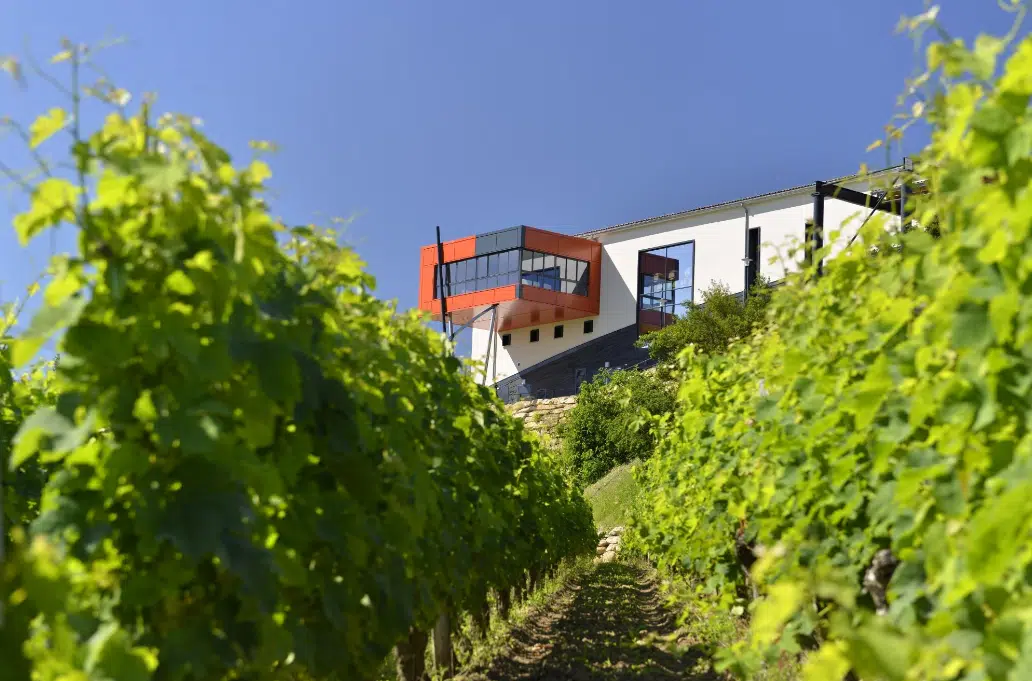 Top 25 des Meilleures Caves à Saint Emilion (cette année)