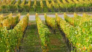 Que Faire, Boire et Manger à Saint Emilion ? (sur une journée)