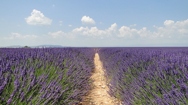 Meilleures choses à faire à Draguignan