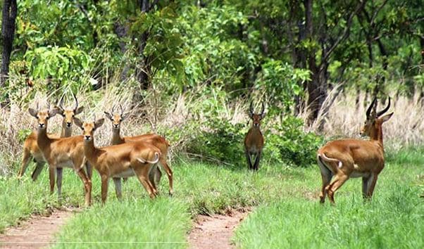 Côte d’Ivoire : Quelle est l’Importance du Tourisme 