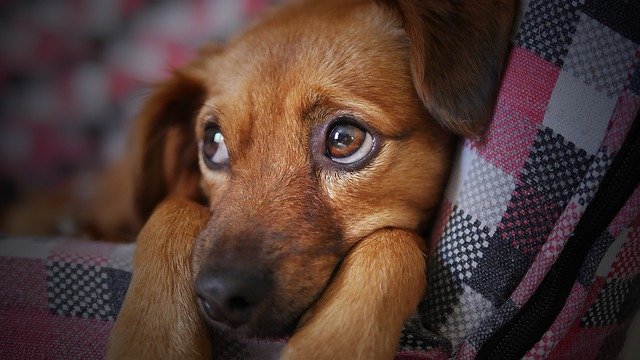 Visiter Lisbonne avec Un Chien : C’est Parfait