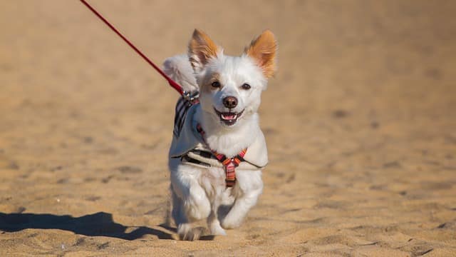 Visiter Lisbonne avec Un Chien : C’est Parfait