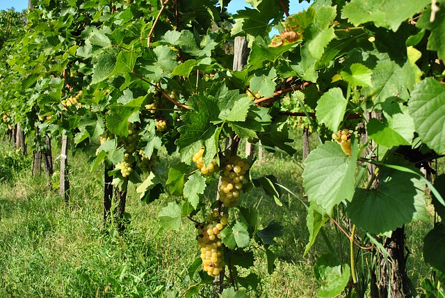 Top 43 Activités et Visites dans le Périgord