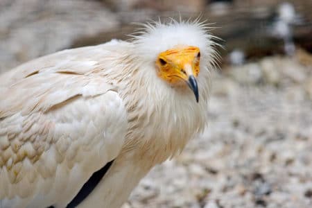 Les vautours dans la Drôme : un patrimoine exceptionnel (à découvrir)