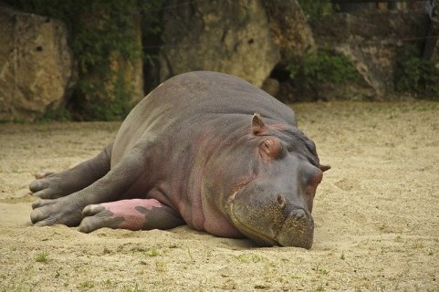 Parc zoologique Montpellier