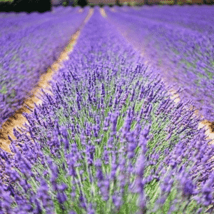 Couleur lavande à Montélimar : ce que vous devez savoir (Cette année)