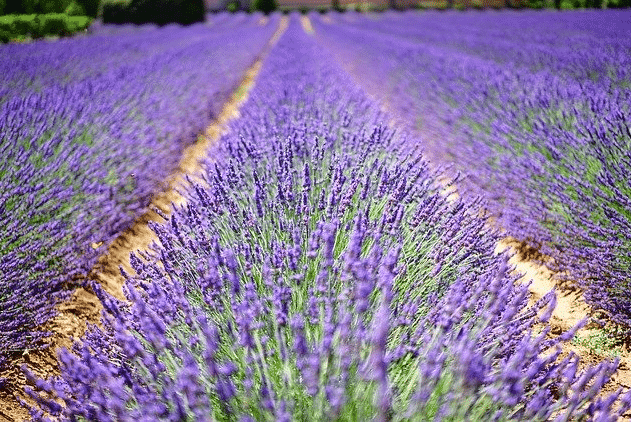 Couleur lavande à Montélimar