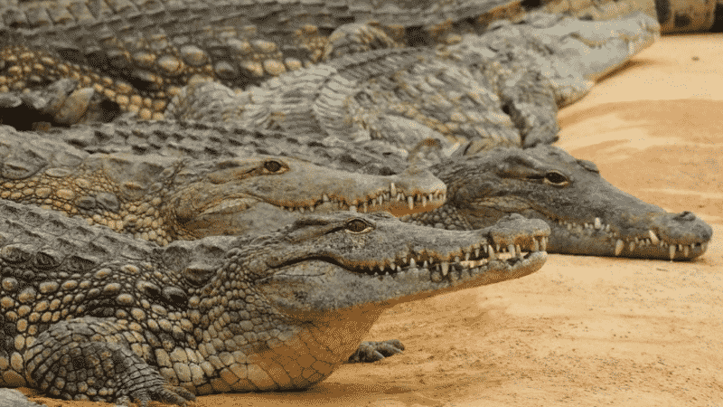 La ferme aux crocodiles près de Montélimar : notre avis de spécialistes