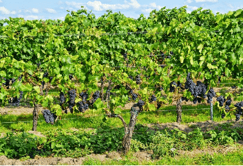 L’oenotourisme à Montélimar et dans les environs