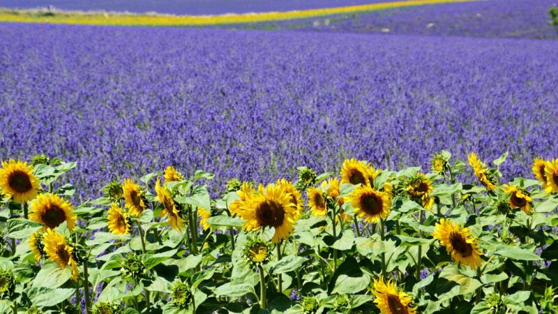 Drôme provençale : une histoire, des visites, une richesse qui gagnent à être connue