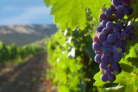 Oenotourisme et route des vins