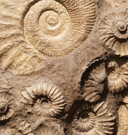 Quels sont les sites de fossiles extraordinaires en l’Ardèche ? (étonnant)
