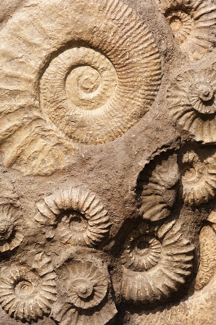 Quels sont les sites de fossiles extraordinaires en l’Ardèche ? (étonnant)
