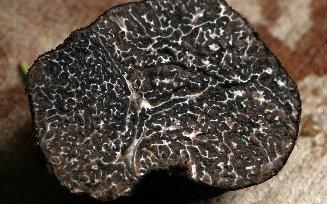 La truffe : un produit du terroir Drômois exceptionnel